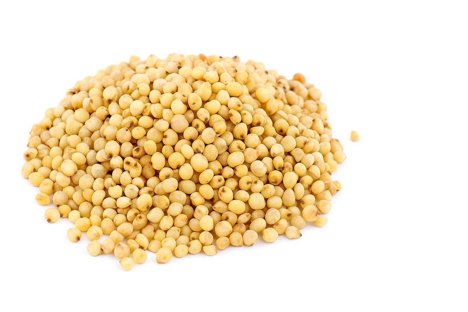 Sorghum (Jowar)